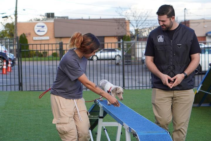 K9 Mania Dog Training