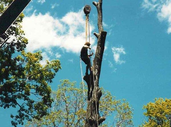 Connecticut Tree Service Of Naugatuck, LLC