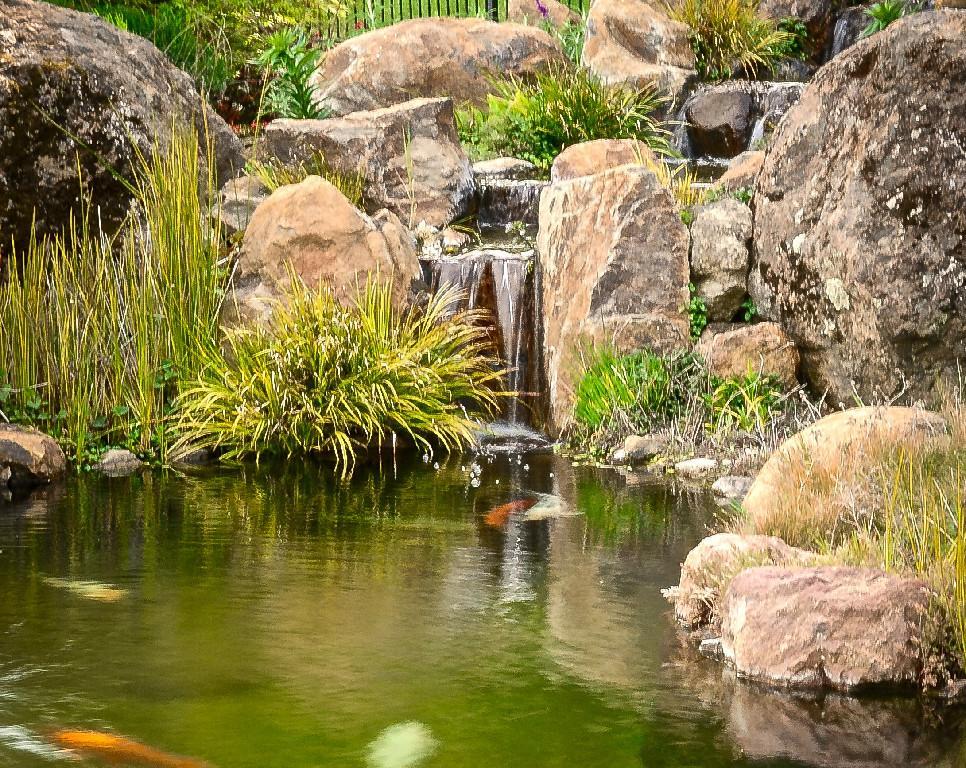 Koi Ponds by Pacific Pond & Waterfall