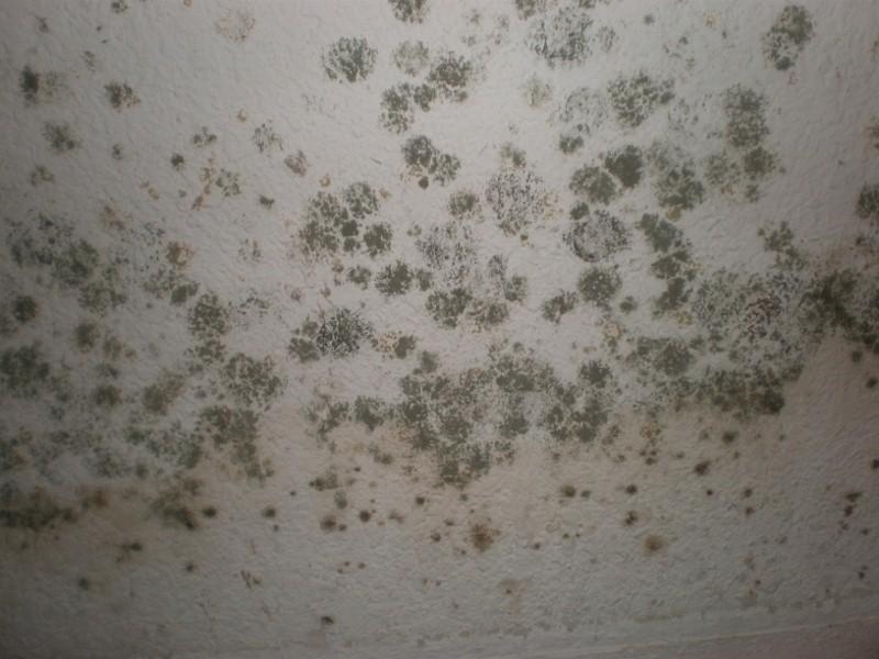 Mold should always be addressed as soon as it is seen, or even if you have areas of swelling in interior walls, or a musty odor.