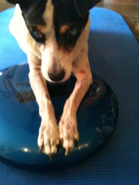 Dog Physical Therapy NYC - Lola on balance pad