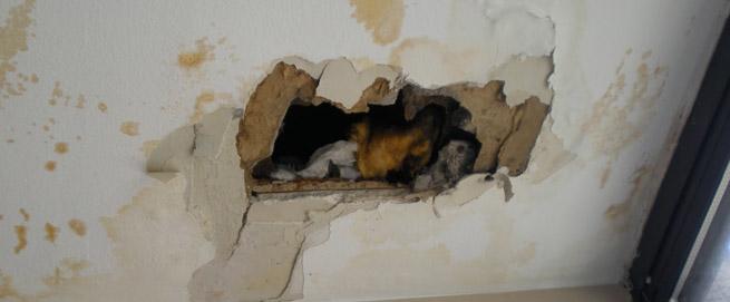 Large concentrations of mold colonies are sometimes visible to the naked eye, but often the majority of the damage is below the surface.