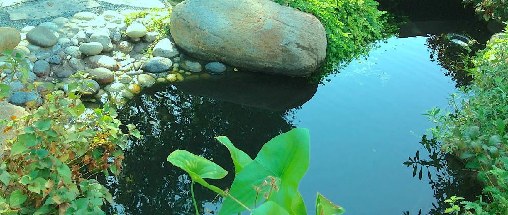 Koi Ponds by Pacific Pond & Waterfall