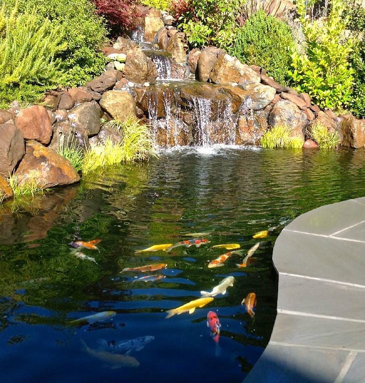 Koi Ponds by Pacific Pond & Waterfall