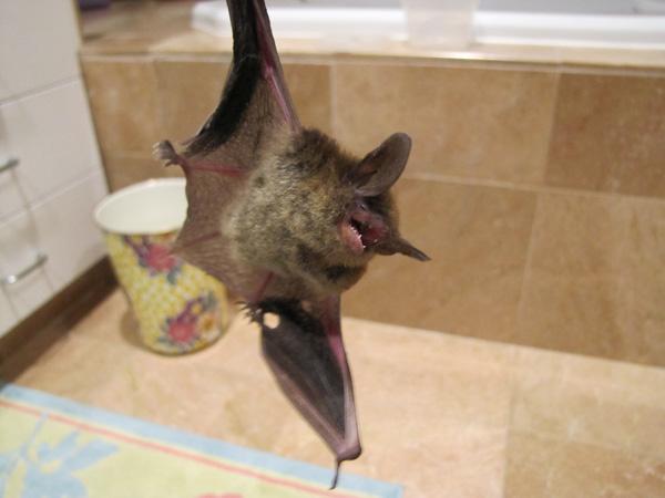 Westchester Bat Removal