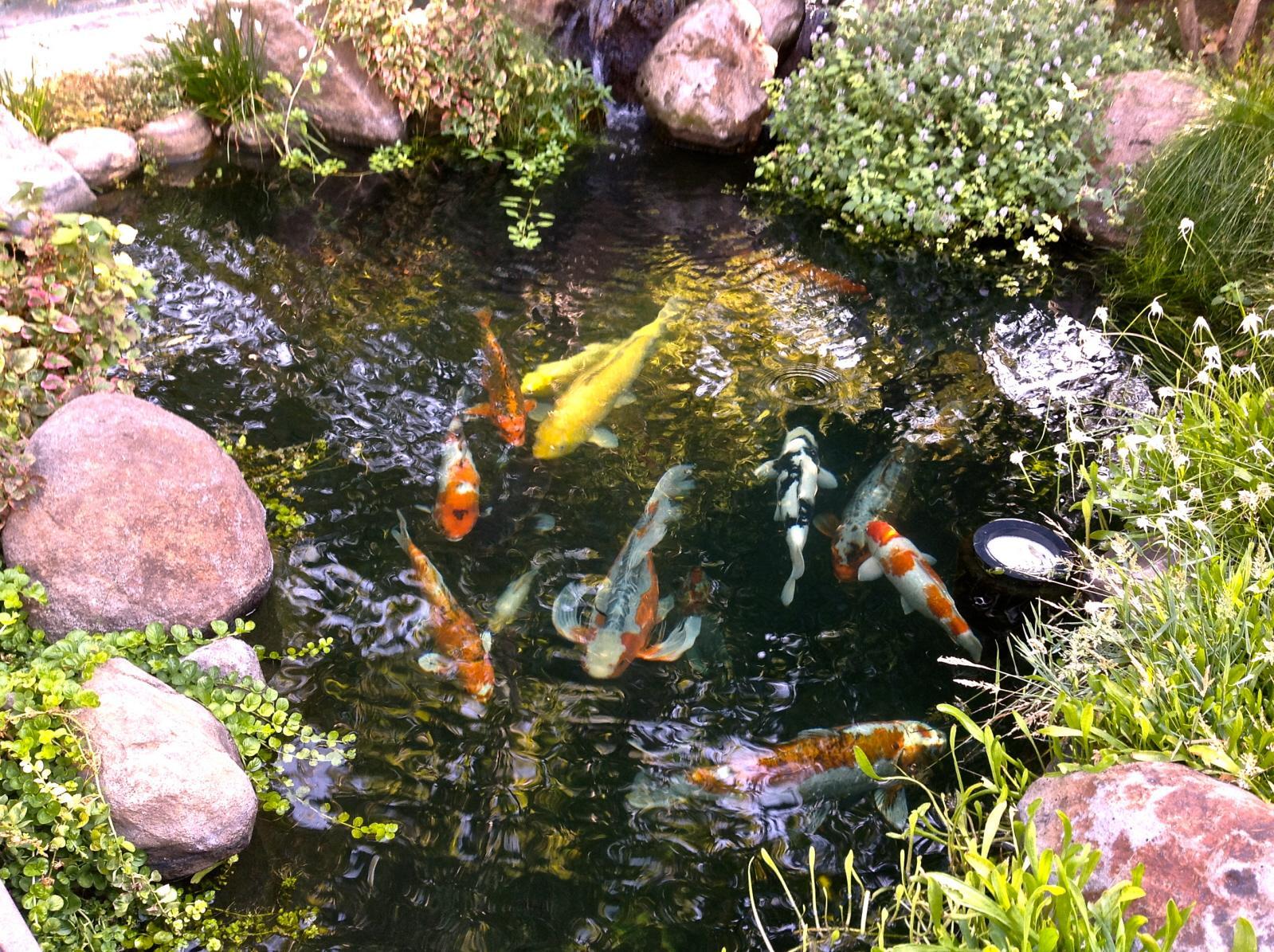 Koi Ponds by Pacific Pond & Waterfall