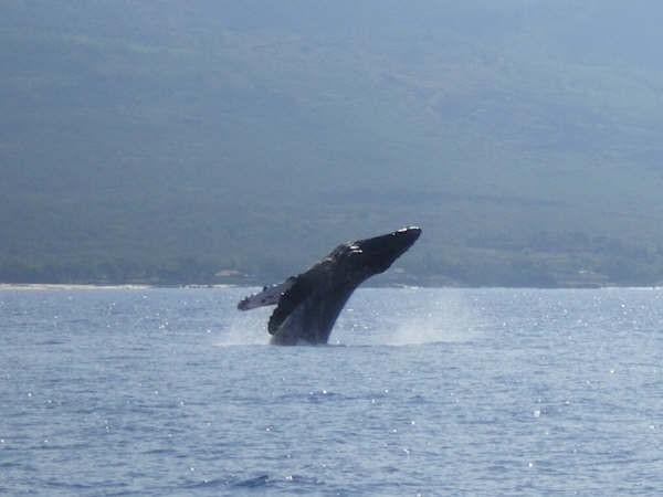 Lahaina Cruise Company