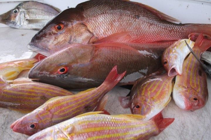 Lane & Mutton Snapper