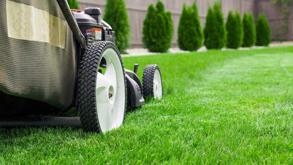 LawnStarter Lawn Care Service