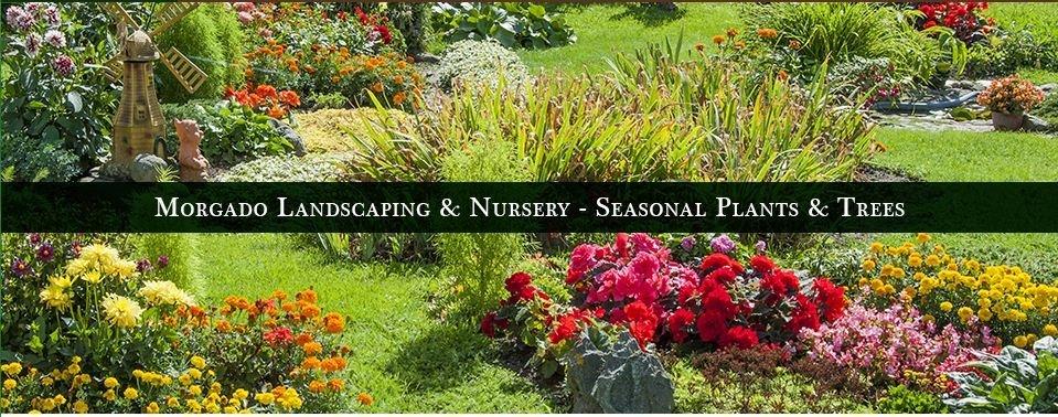 Morgado Landscape & Nursery Co