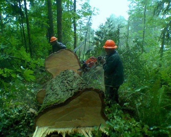 American Forest Lands Washington Logging Company LLC