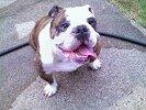 Aunt Darlene's Pet Sitting & Dog Walking Service, LLC