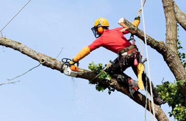 Better City Tree Services, Inc.