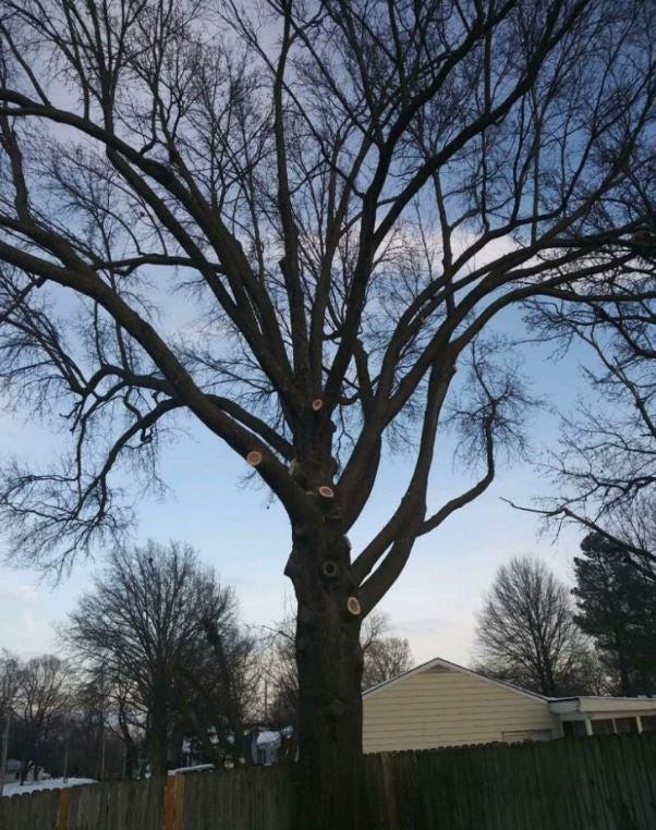 Etobicoke Tree Removal