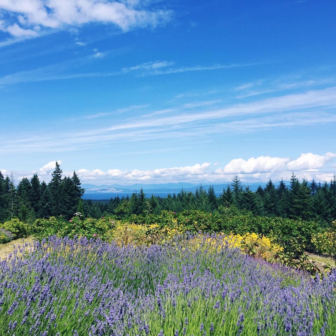 Middle Mountain Mead