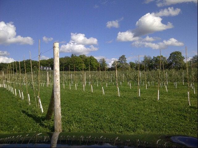 Organics Family Farm