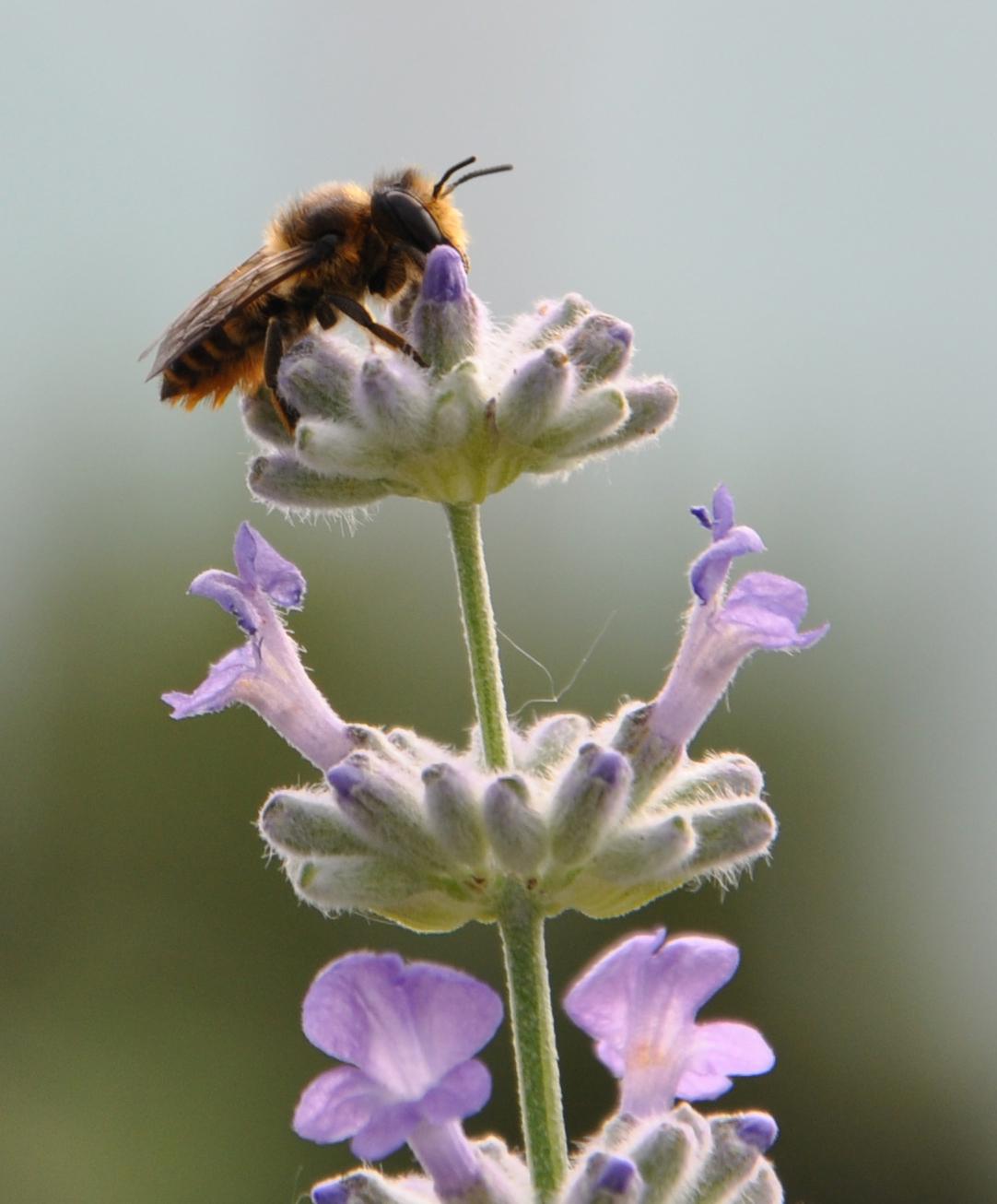 NEOB Lavender - Niagara Essential Oils & Blends