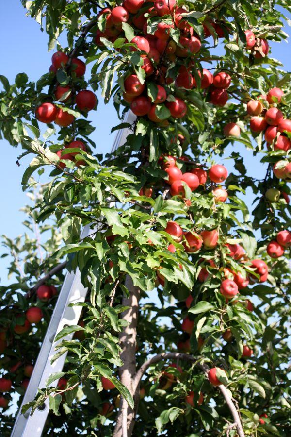 Samascott Orchards