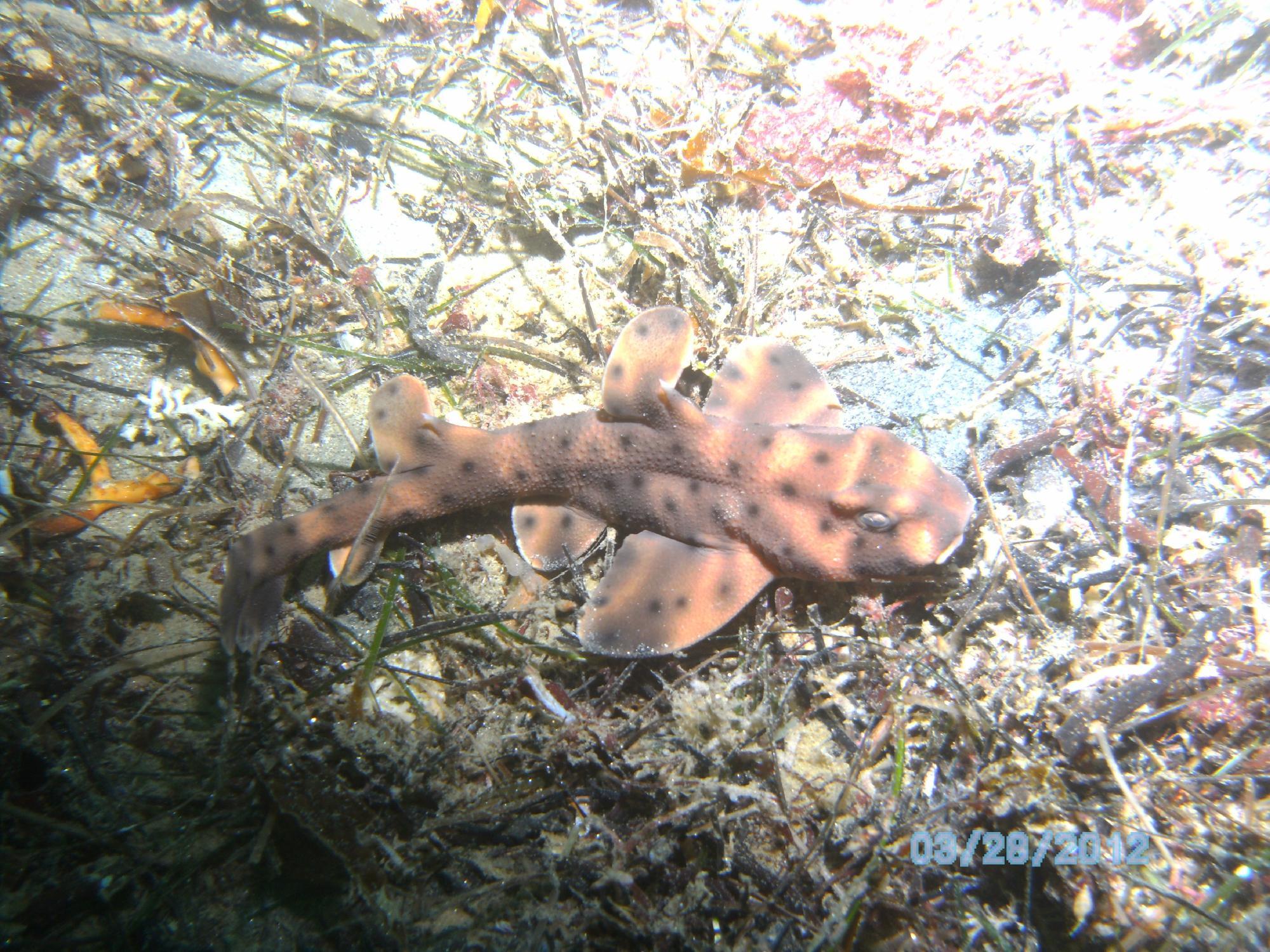 La Jolla Dive