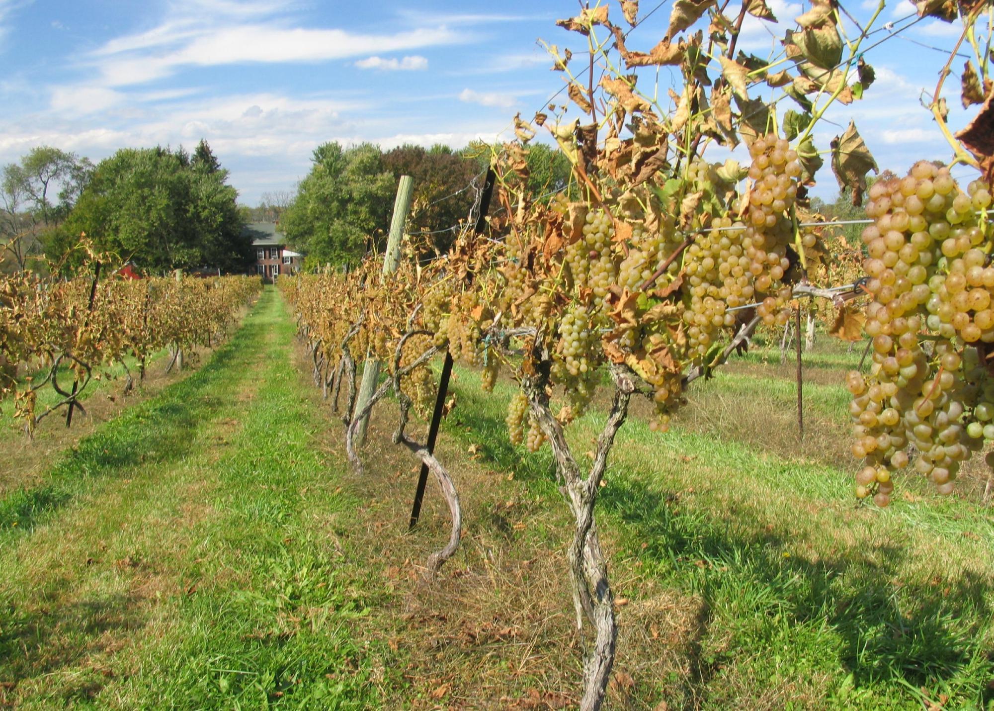 Unionville Vineyards