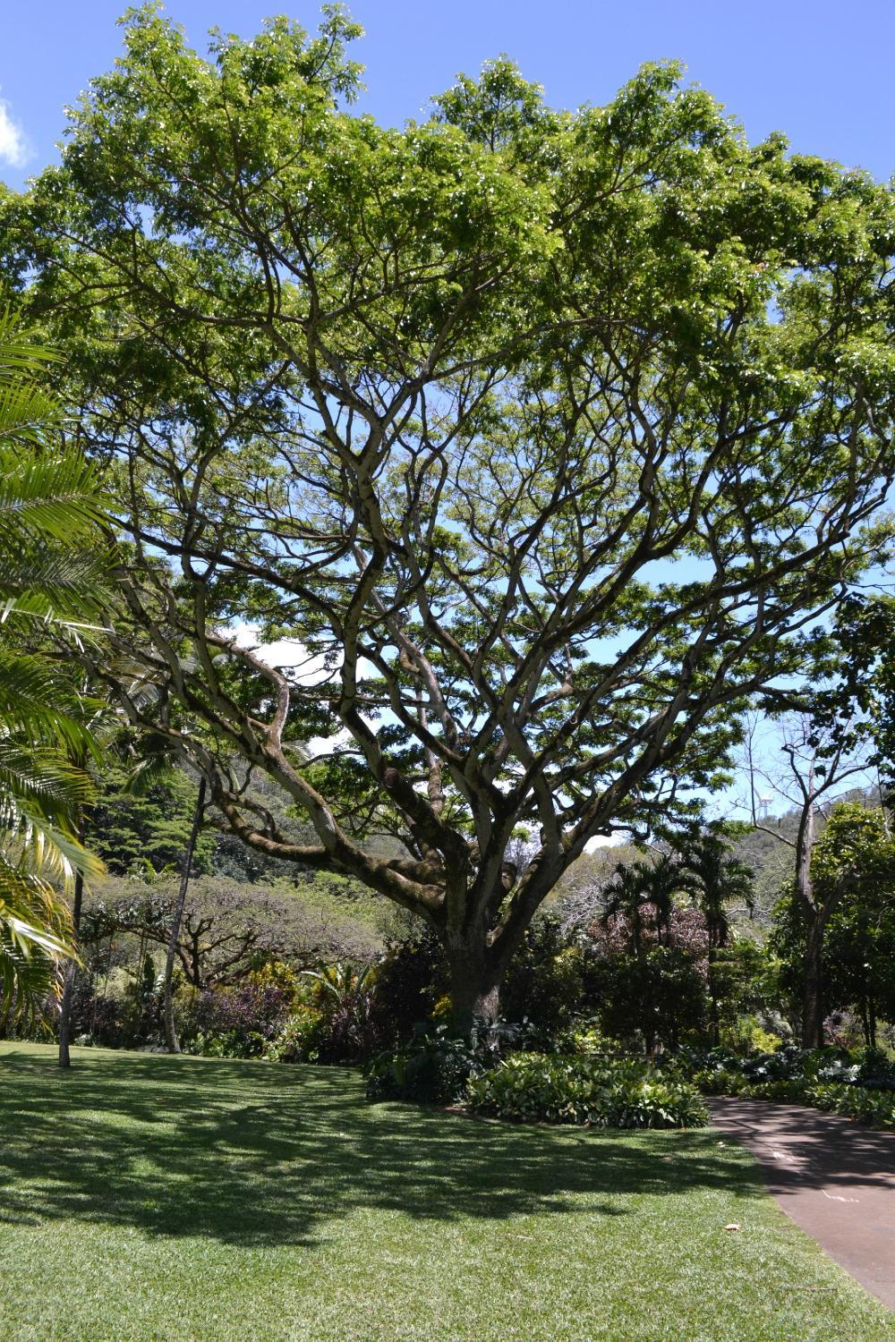 Waimea Falls Grill