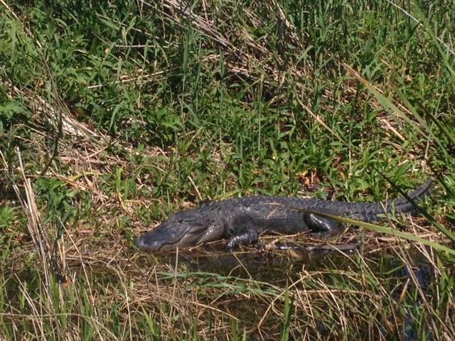 Bull Gator Adventures