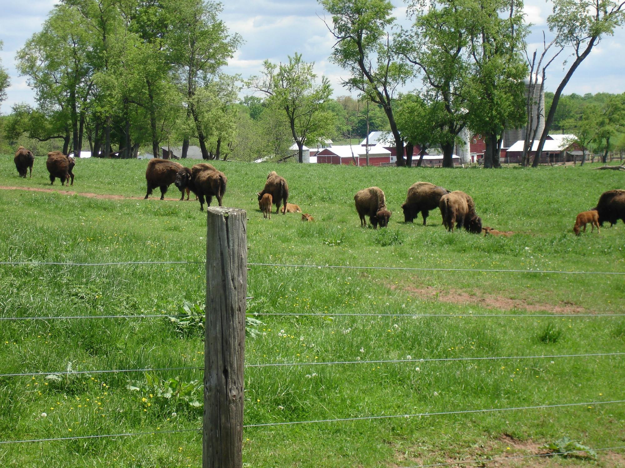 Readington River Buffalo Farm