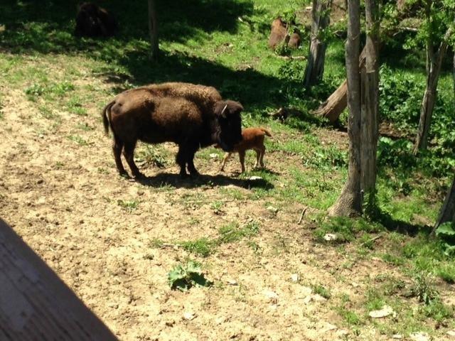 Salato Wildlife Center