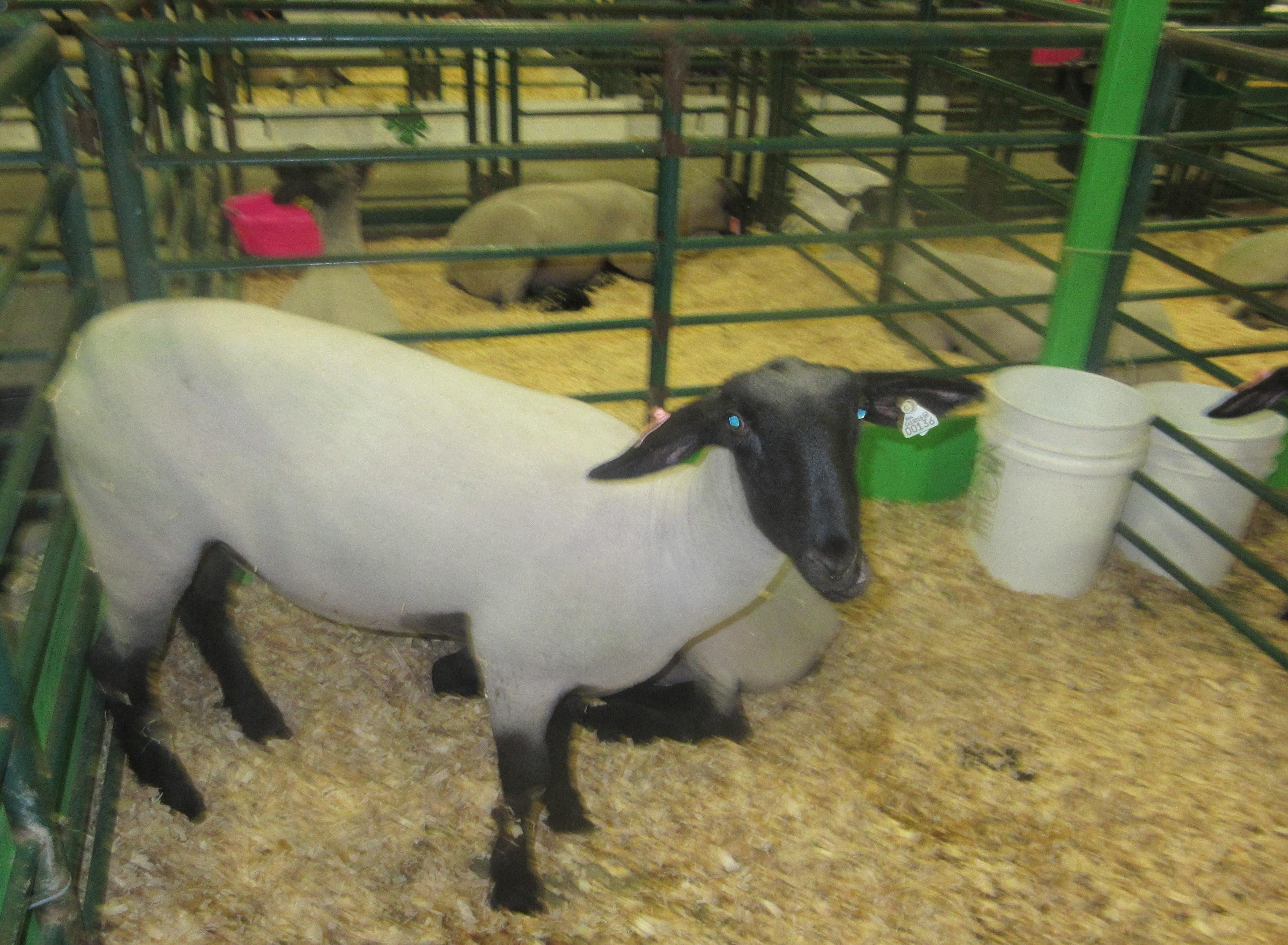 Alameda County Fairgrounds