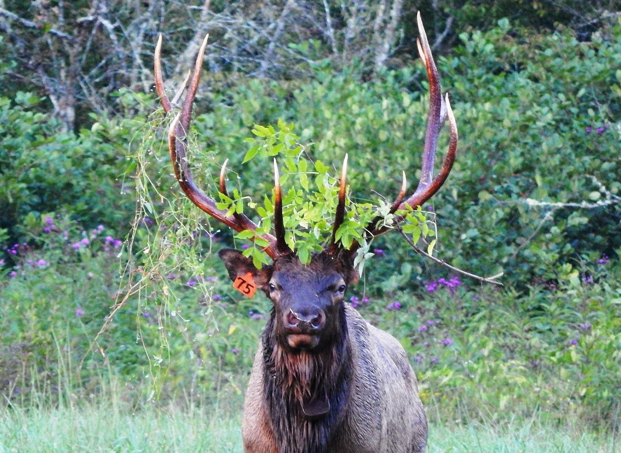 Cataloochee Valley Tours