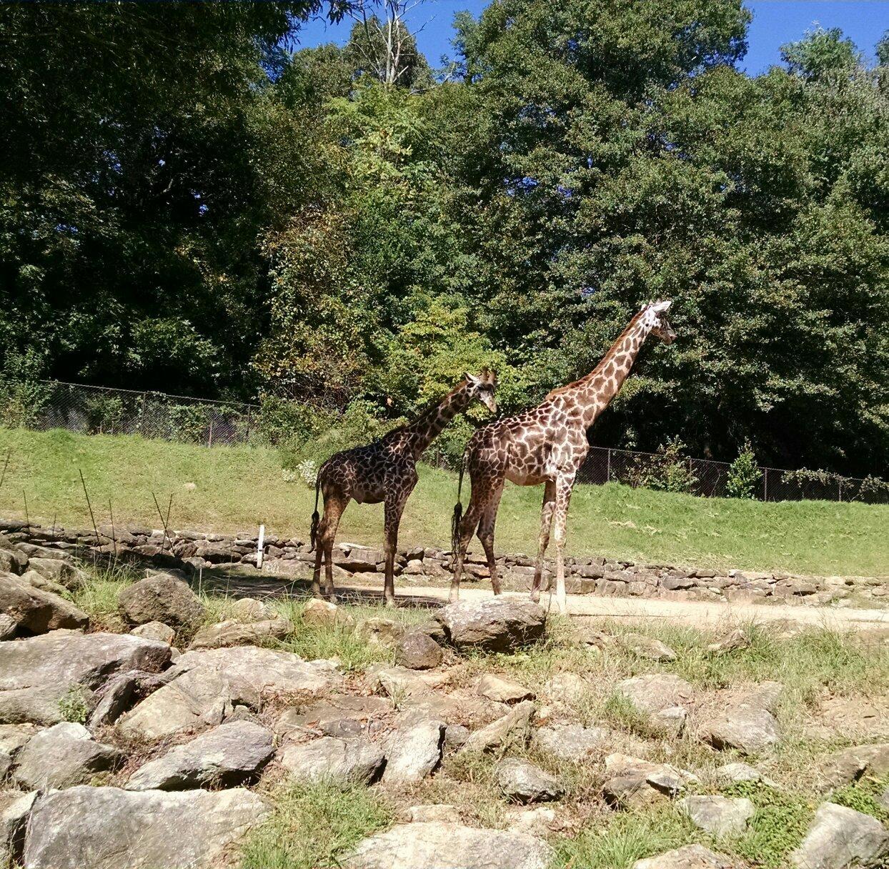 Greenville Zoo