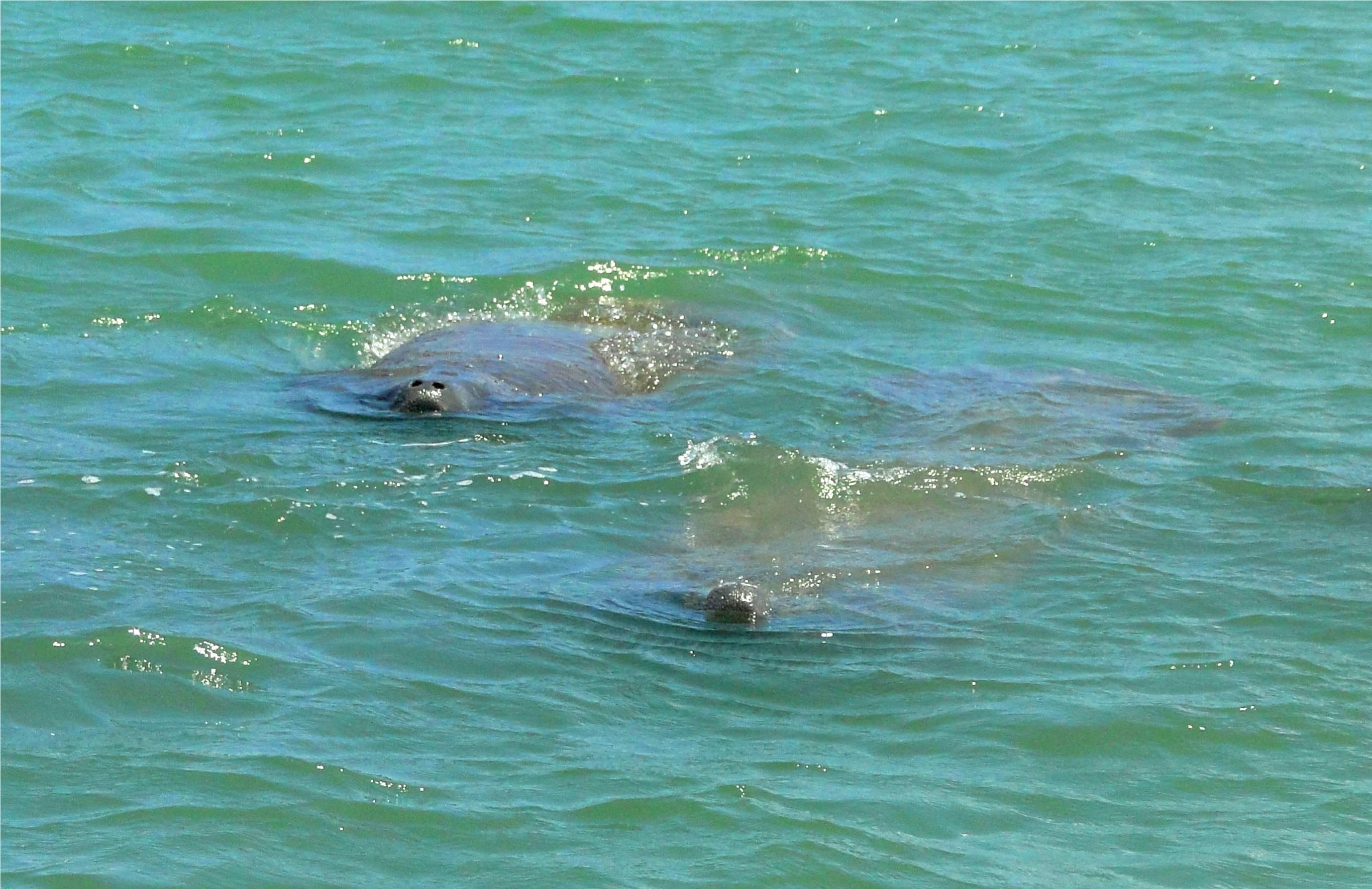 Indian River Lagoon and Swampland Boat Tours