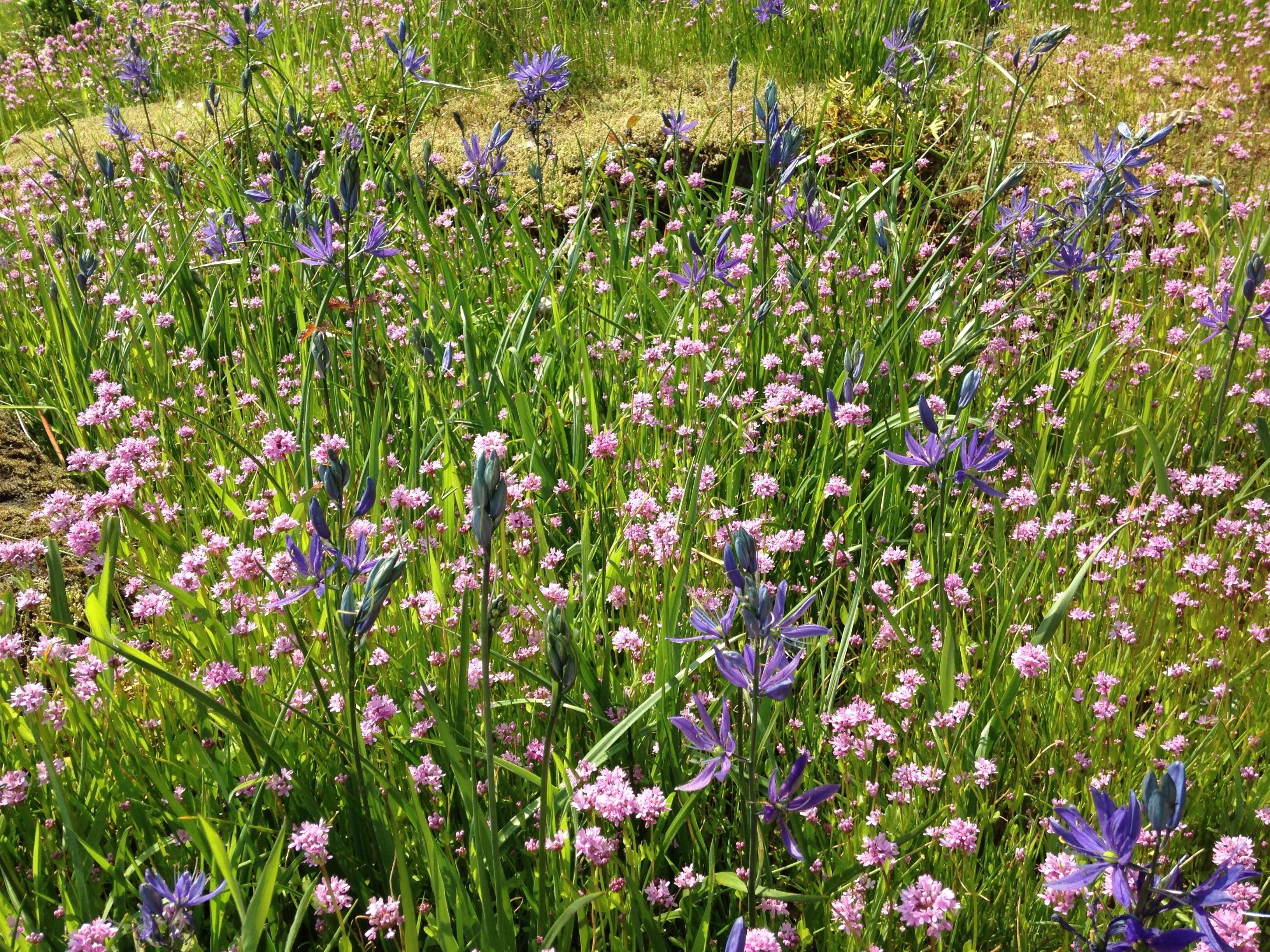 Camassia Natural Area