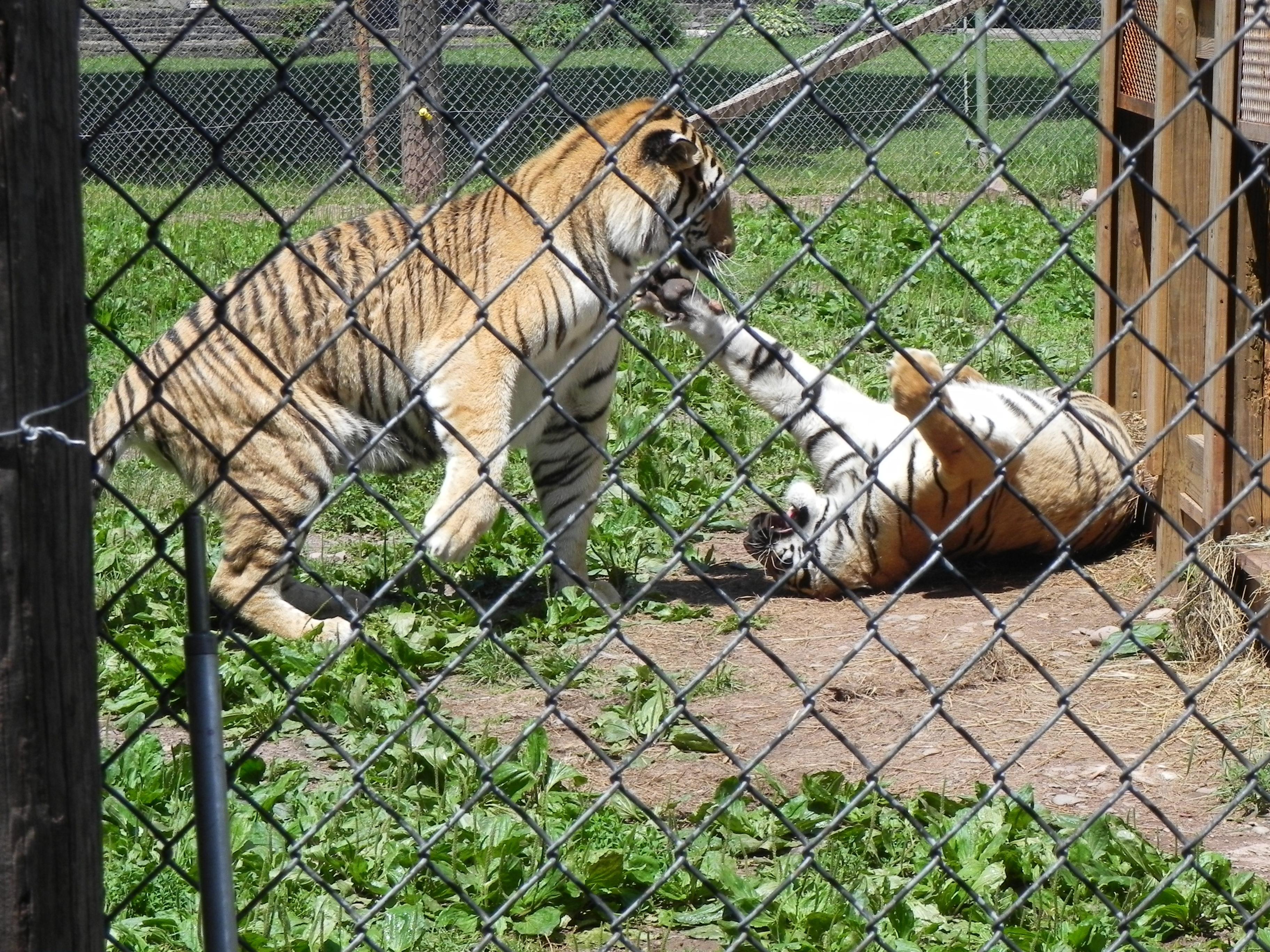 Bailiwick Animal Park