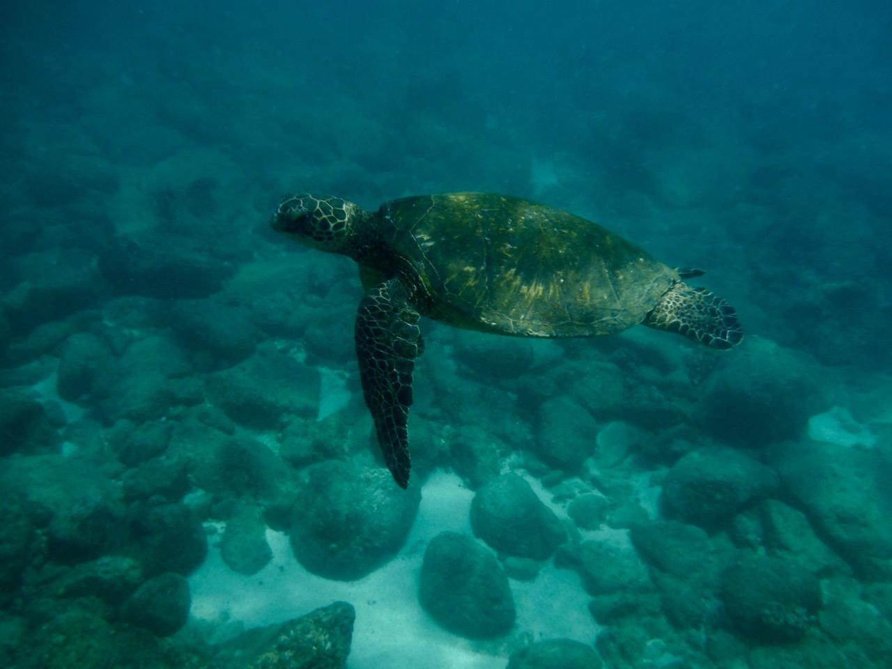 Three Tables Dive Site