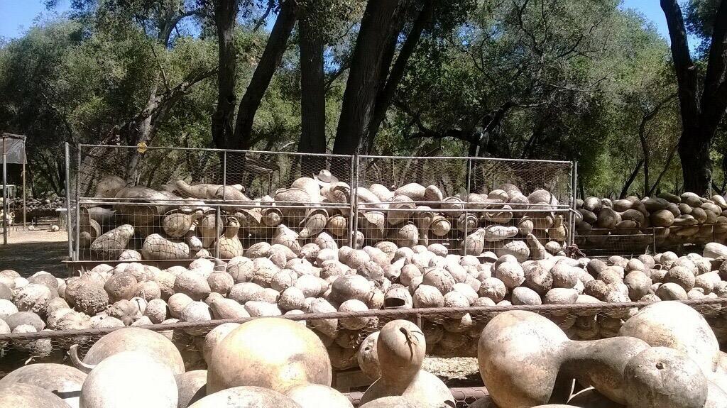 Welburn Gourd Farm