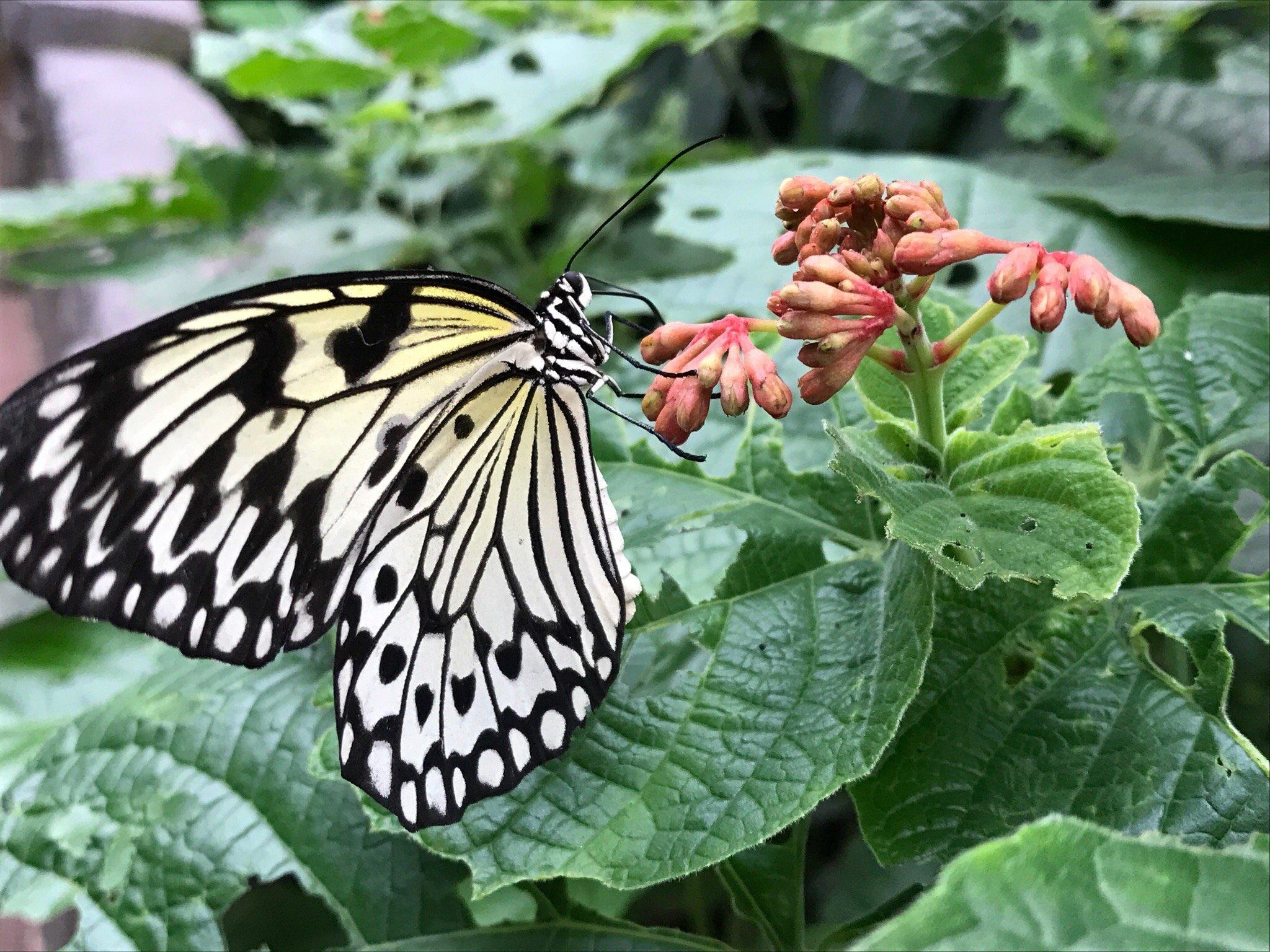 Victoria Butterfly Gardens