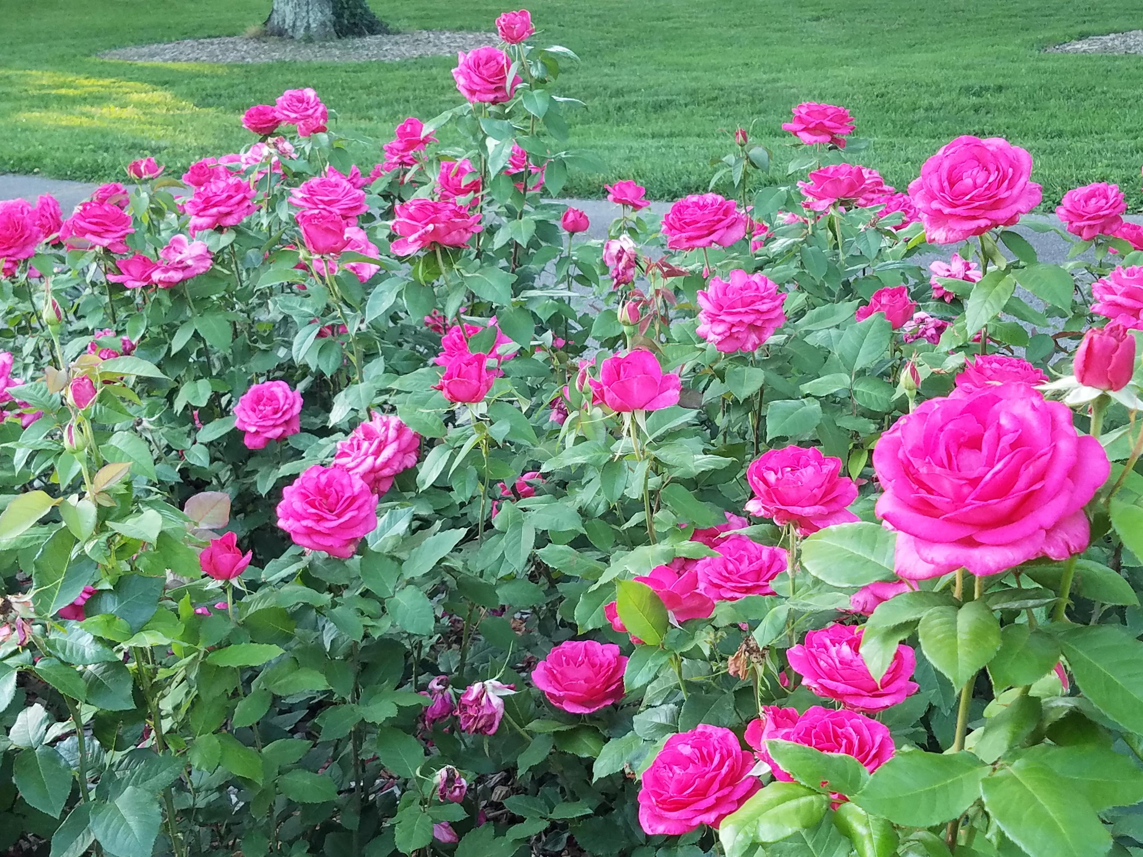 Whetstone Park / Park of Roses