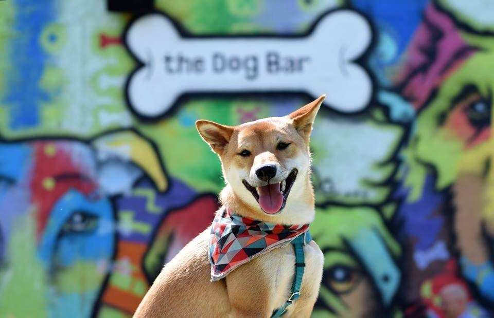 The Dog Bar