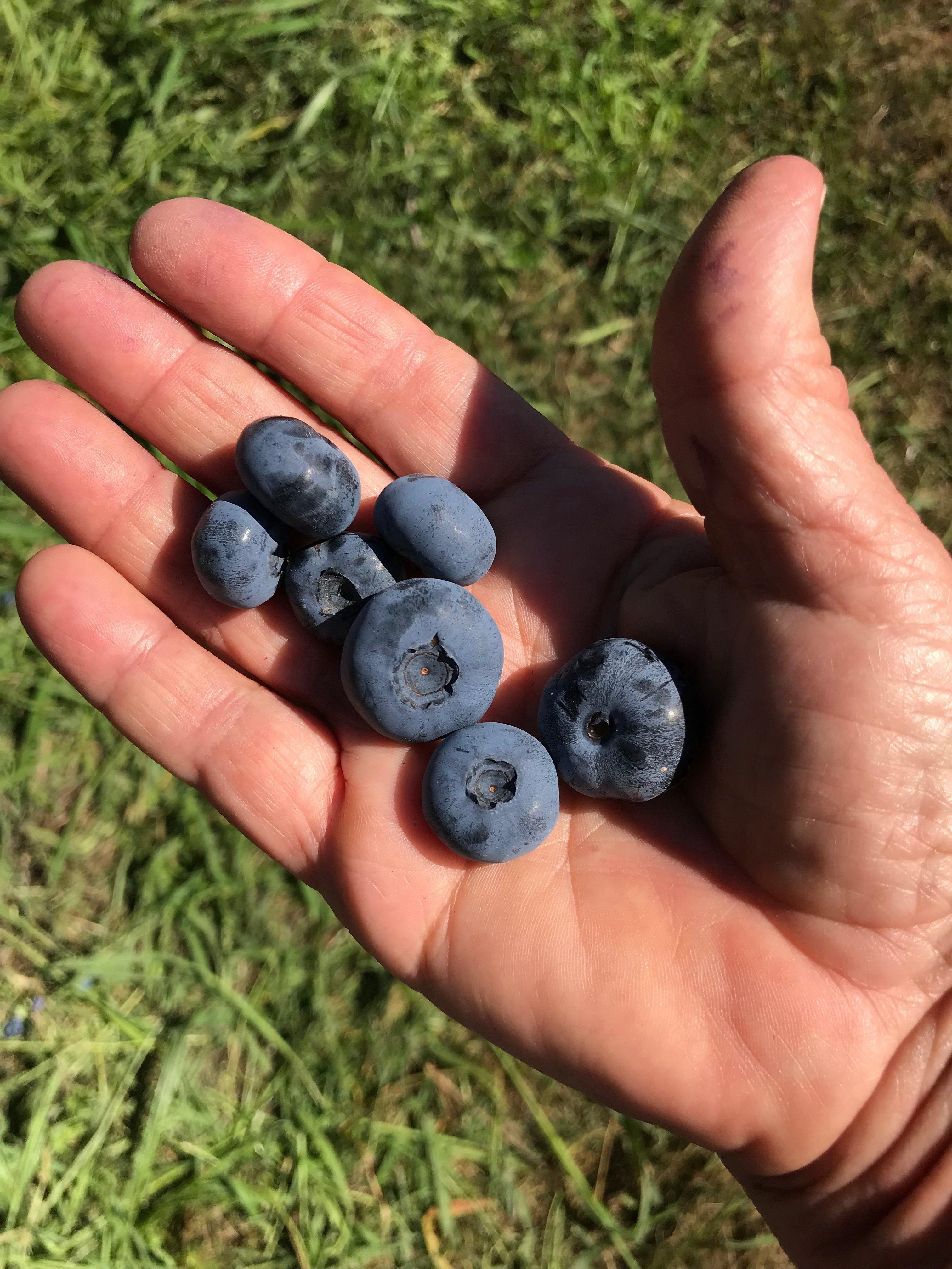 Bastiani's Blueberry Farm