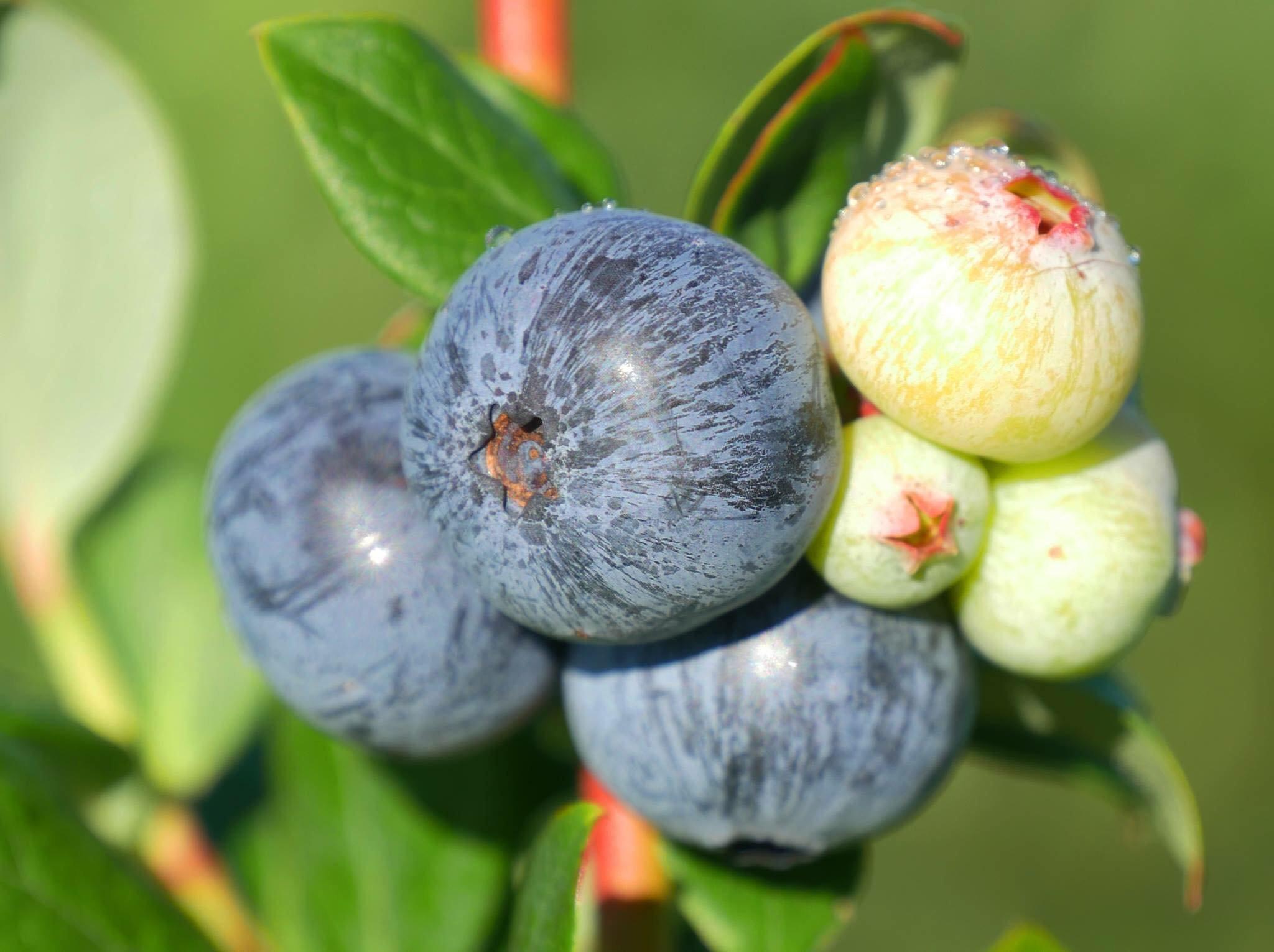 Florida Best Blueberry Farm