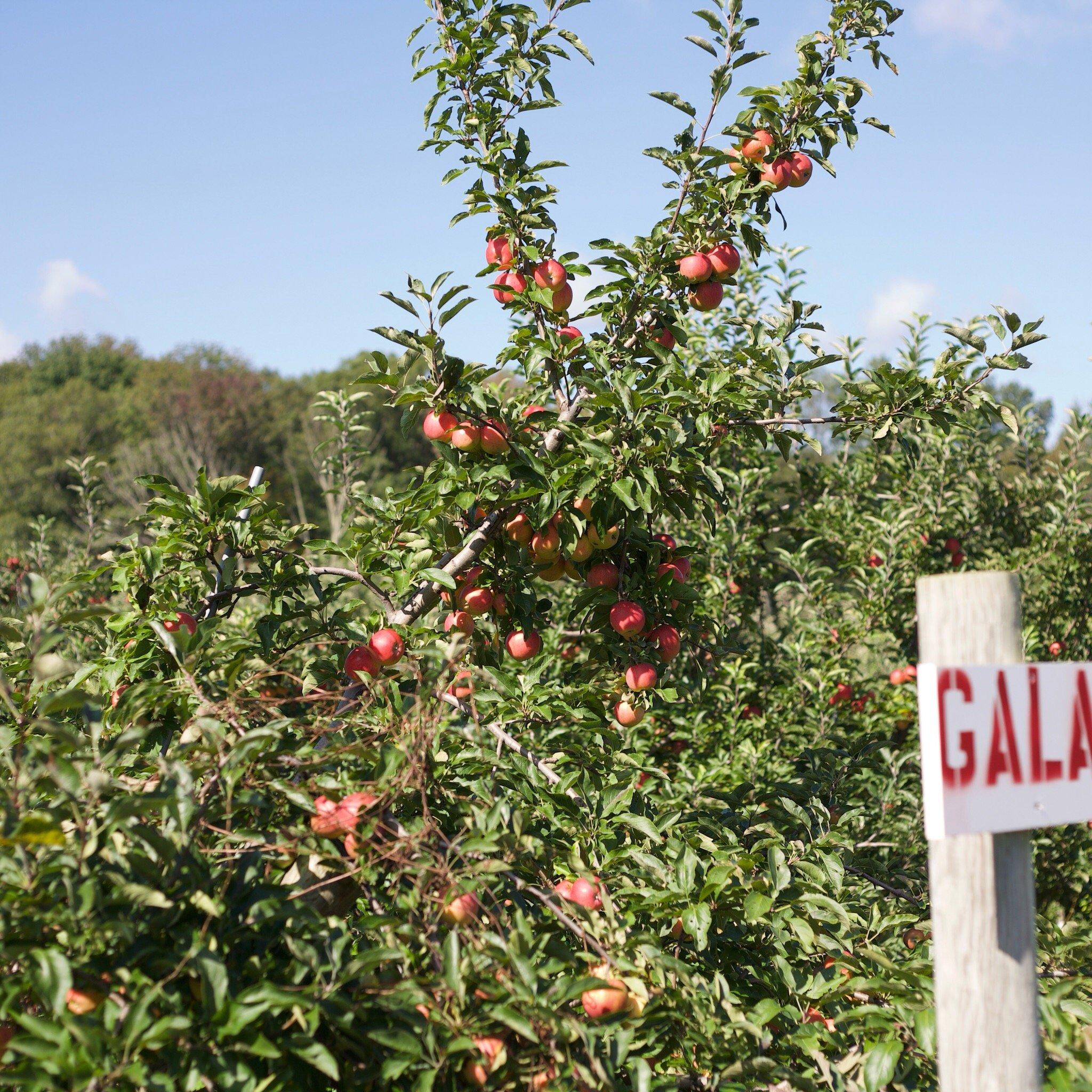 Fairmont Fruit Farm