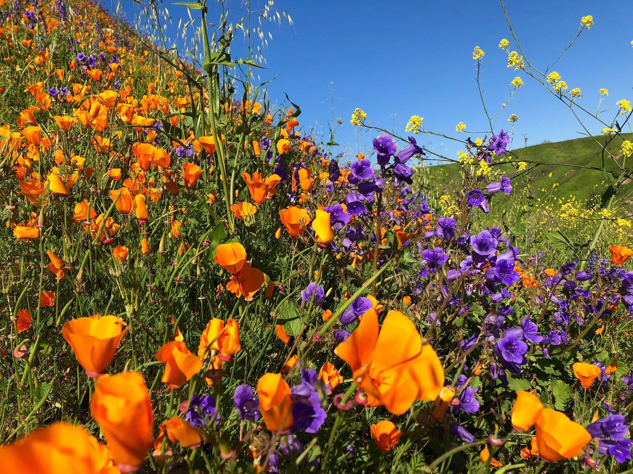 Chino Hills State Park