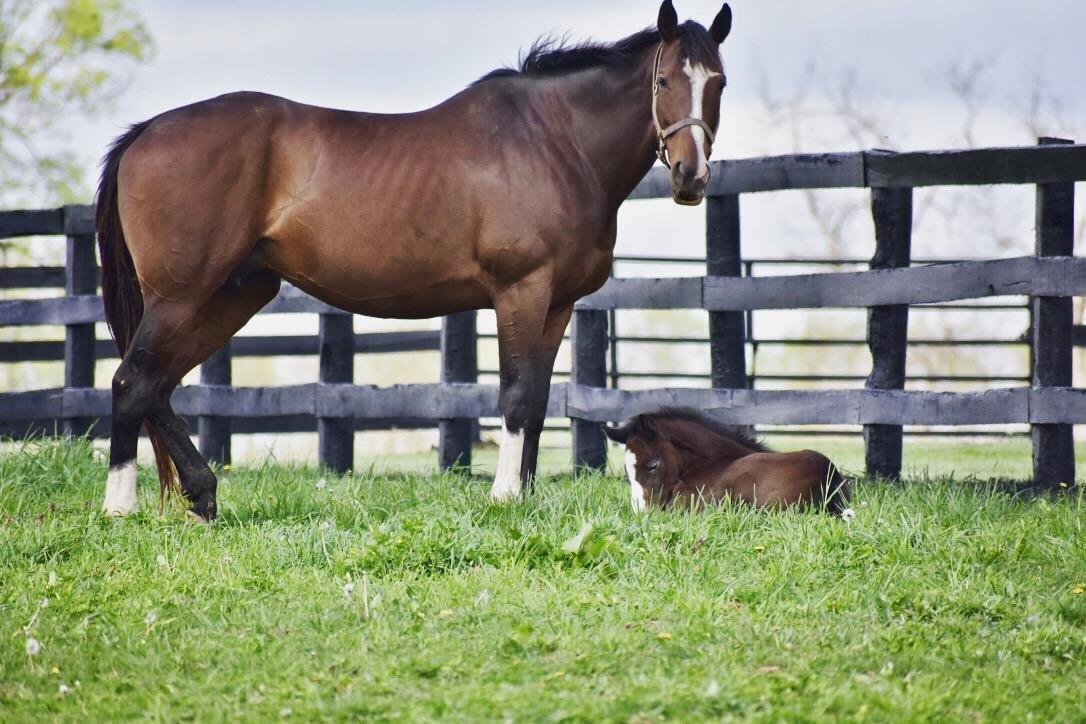 Airdrie Stud