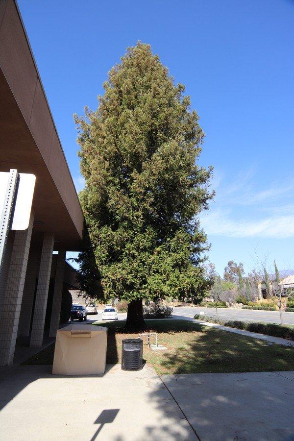 Yucaipa Library