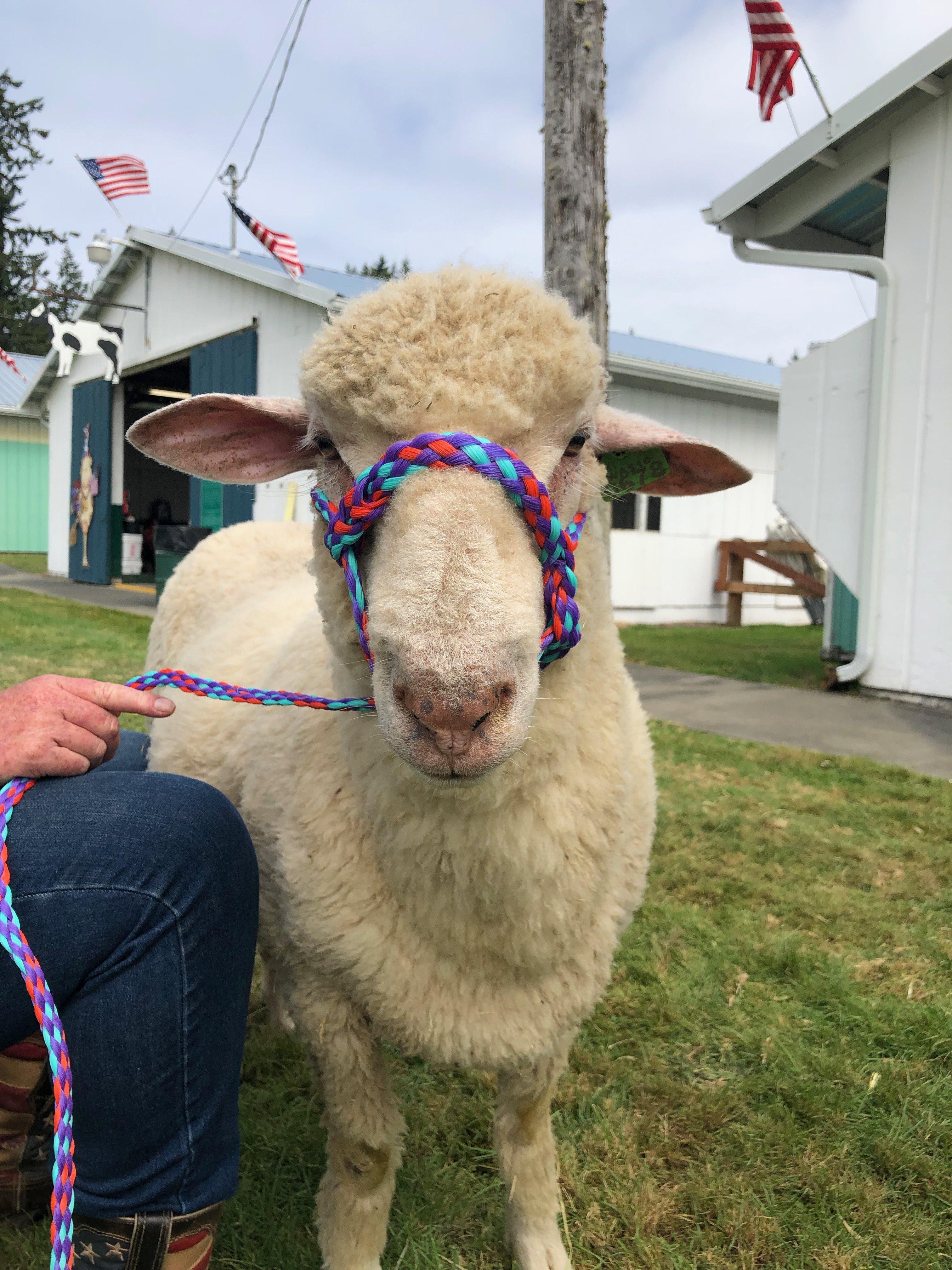 Clallam County Fair