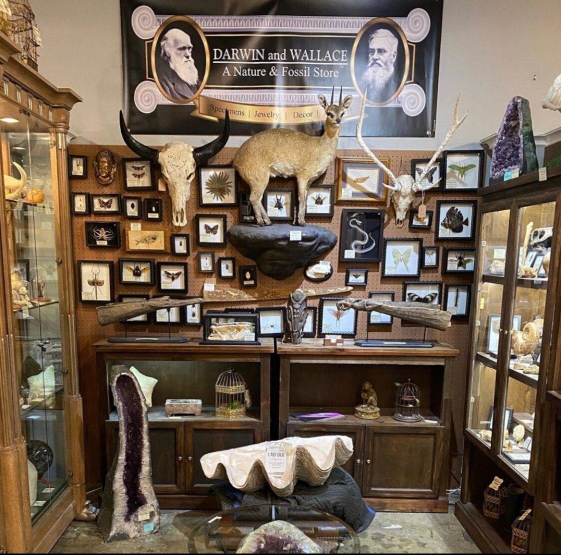 Darwin And Wallace: A Nature & Fossil Store