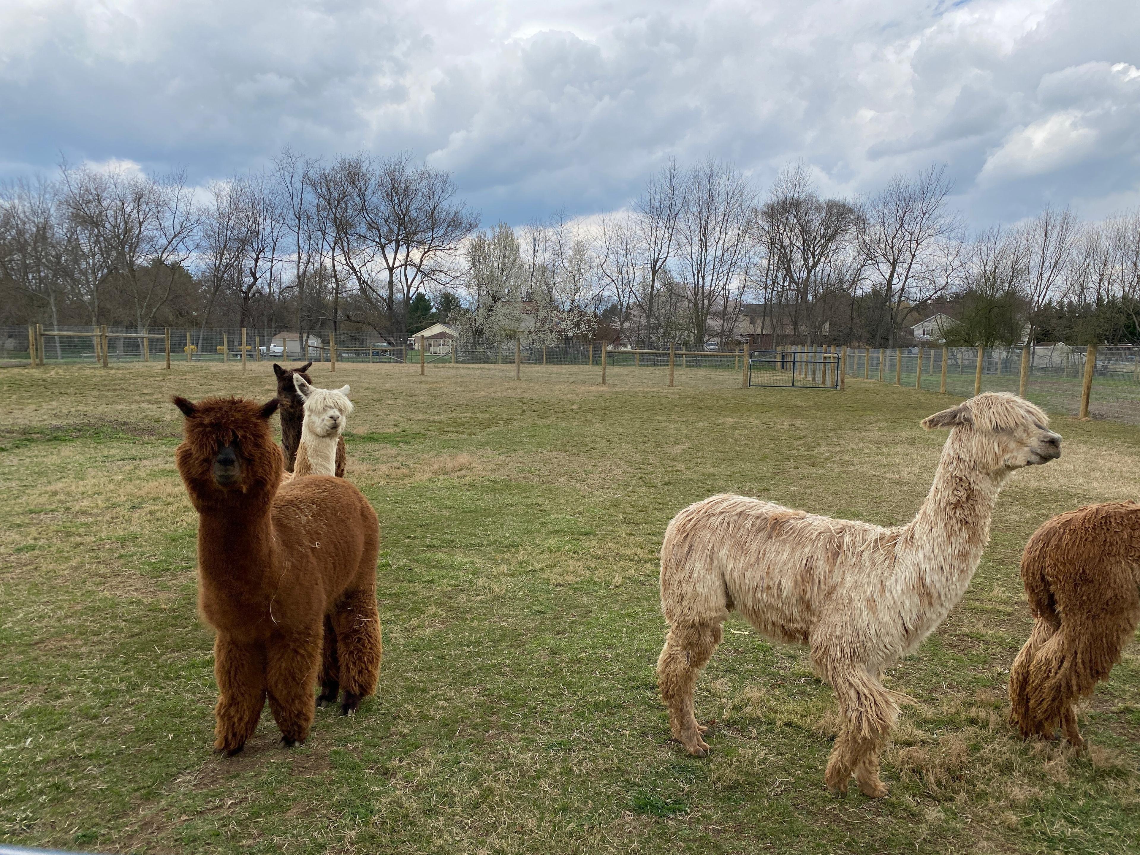 New Groove Alpacas