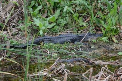 Airboat Rides Florida Everglades