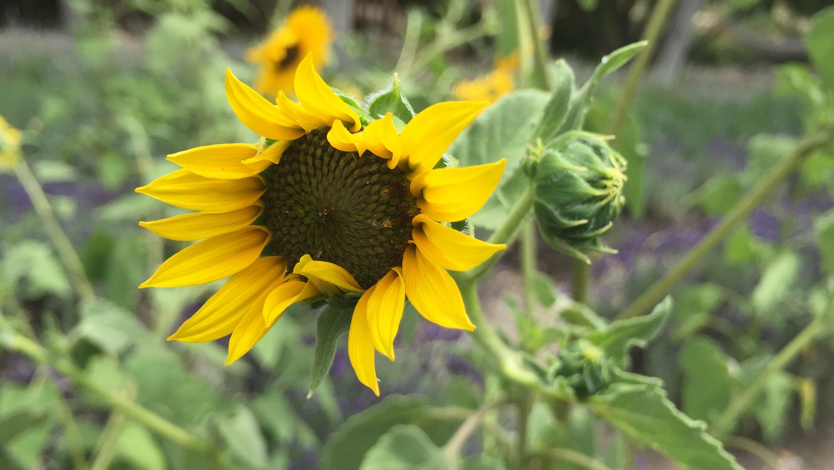 Frog Creek Farm Ojai